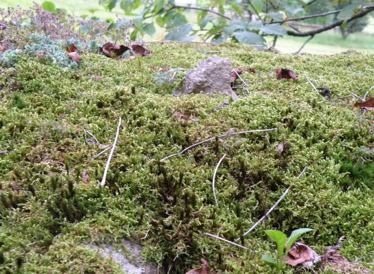 Muschi su muretto a secco